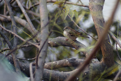 Close-up of bird perching on branch