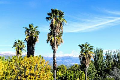 Low angle view of coconut palm trees against blue sky