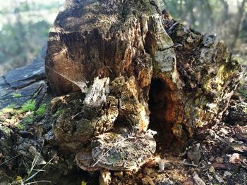 Close-up of tree stump in forest