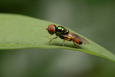 Close-up of insect on leaf