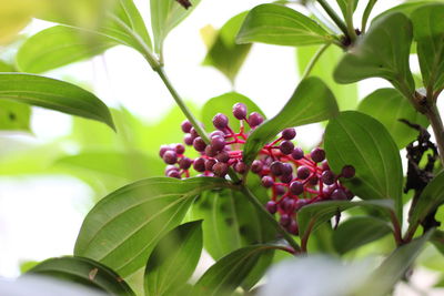 Close-up of berries growing on plant