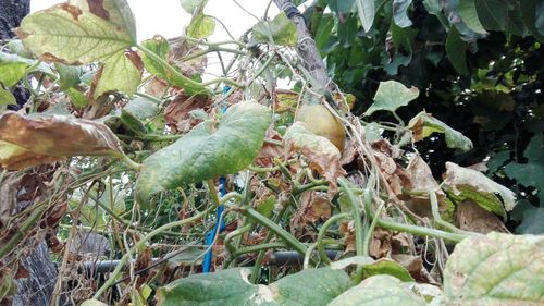 Close-up of fruits growing on plant