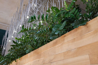 Low angle view of potted plants in greenhouse