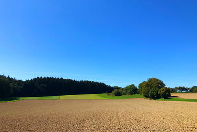 Scenic view of agricultural field against clear blue sky