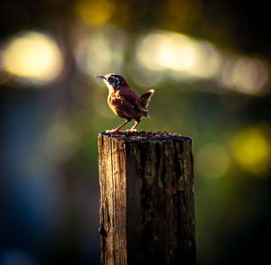 Close-up of bird perching on wooden post