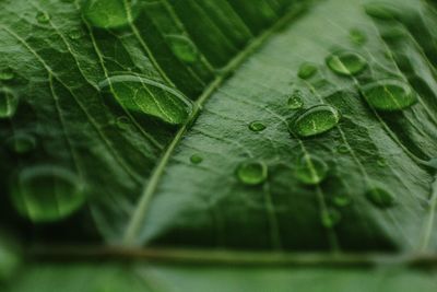 Close-up of wet leaf