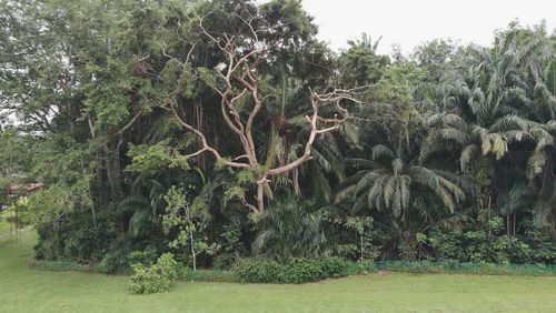 Trees in park