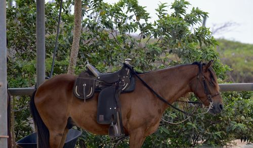 Horse standing in ranch