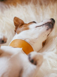 Close-up of a dog sleeping