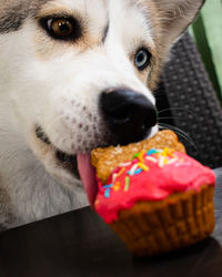 Close-up of dog looking away