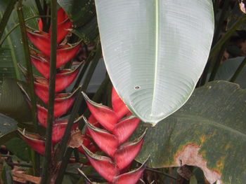 Close-up of plants