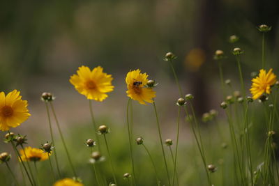 Bee pollinating on yellow flowers