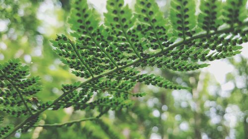 Close-up of fresh green plant