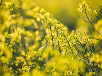 Close-up of yellow flowering plants on field