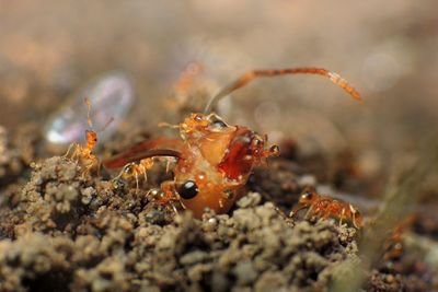 Close-up of ants on field