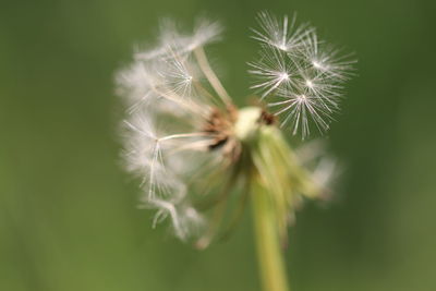 Close-up of dandelion on plant