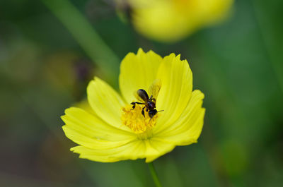 Close-up of insect on yellow flower