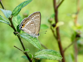 Close-up of butterfly on leaf