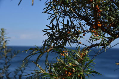 Close-up of fruit growing on tree against sky