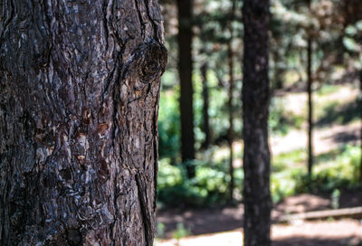 Close-up of tree trunk in forest