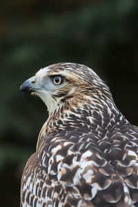 Vertical side head portrait of a red tail hawk