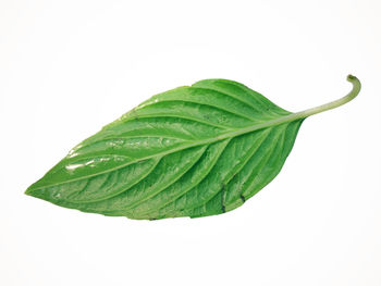 Close-up of leaf against white background