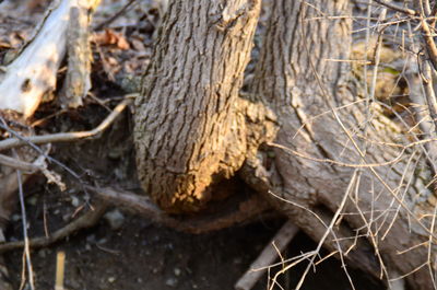 Close-up of twigs in forest