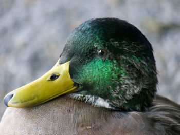 Close-up of a bird