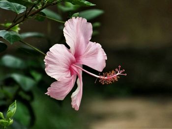 Close-up of pink flowers