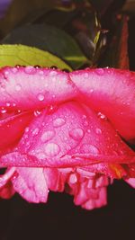 Close-up of water drops on pink flower