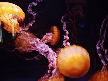 Close-up of jellyfish in sea