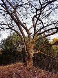 Bare tree on field against sky