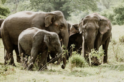 Herd of elephants at field