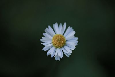 Close-up of white daisy against black background