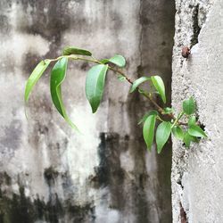 Close-up of ivy growing on plant