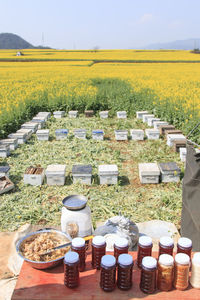 Bee boxes against rapeseed field