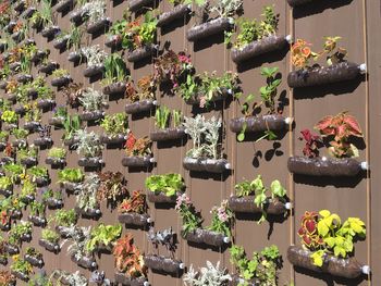 Close-up of plants