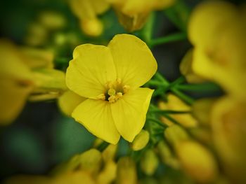 Close-up of yellow flowering plant