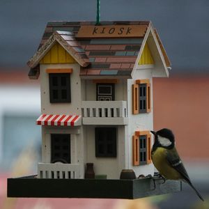 Bird perching on a building