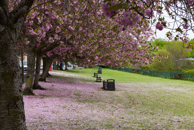 Pink cherry blossoms in park