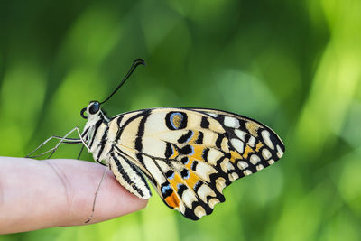 Close-up of butterfly on finger