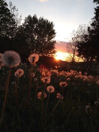 Plants growing on field at sunset