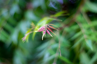 Close-up of insect on leaf