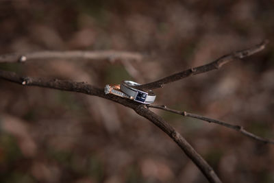 Close-up of butterfly perching on leaf