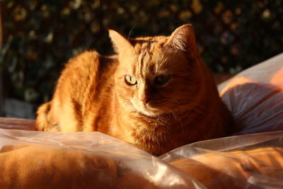 Close-up portrait of cat