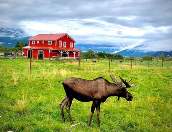 Horse in a field