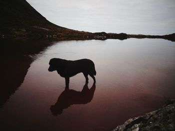 Dog standing on lake against sky