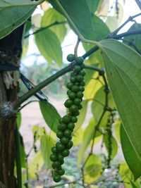 Close-up of grapes growing on tree