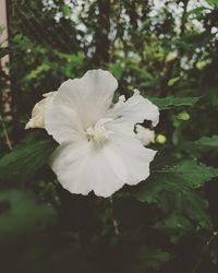 Close-up of white flowering plant