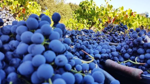 Close-up of grapes in vineyard